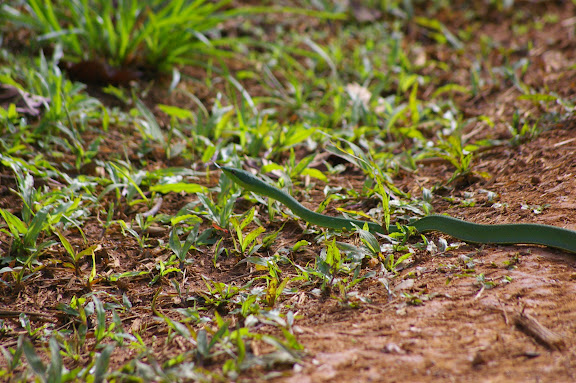 Serpent liane (Oxybelis fulgidus DAUDIN, 1803). Saül (Guyane), 2 décembre 2011. Photo : J.-M. Gayman