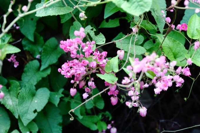 2014_0516_141746 2014_0516_141746