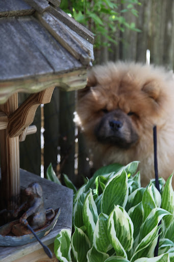 Well, they certainly have some interesting outdoor decor -  I didn't know dogs could row a boat.