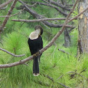 Anhinga