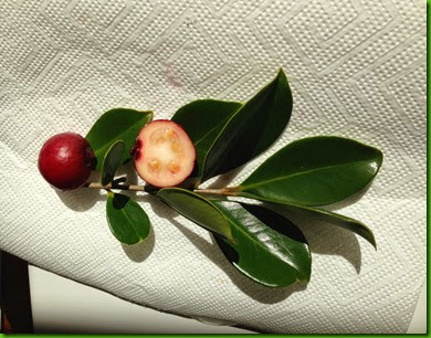 aaa Psidium eugenifolia aaa Psidium eugenifolia