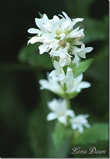 WhiteClustered_Campanula2