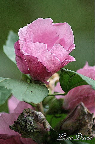 [RoseOfSharon_Sept%255B10%255D.jpg]