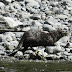 River.otter.dscn0348