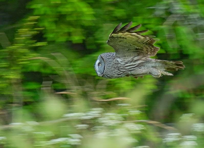 [owl-in-mid-flight2.jpg]