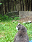 Here is Oliver again...posing for his annoying American relatives who can't seem to stop snapping photos!