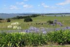 On the way to Raglan, NZ