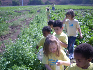 Everyone is enjoying the cilantro plant!