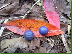 Elaeocarpus ganitrus