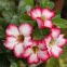 Desert Rose