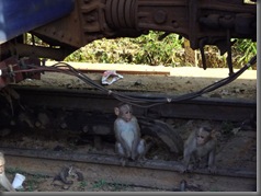 Nilgiri Mountain Railway 13
