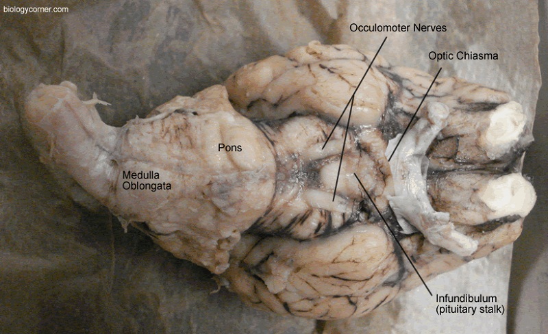 Sheep Brain Dissection Worksheet