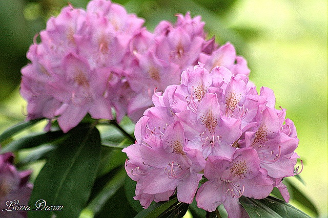 [Rhododendron_First%255B8%255D.jpg]