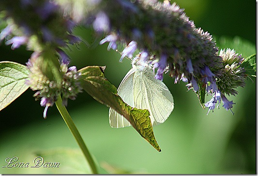 FPC_Butterfly