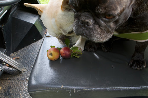 I don't know, Franny.  How many of these apples do you think you would need to bake a pie?