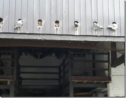 pigeons at coventry basin