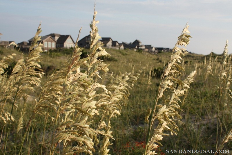 [Hatteras%2520Island%2520Sea%2520Oats%2520%2528800x533%2529%255B7%255D.jpg]