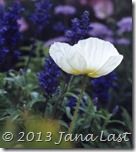 Cropped White Poppy 600dpi Cropped Cropped White Poppy 600dpi Cropped
