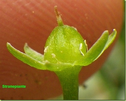 Bowiea volubilis fiore verde