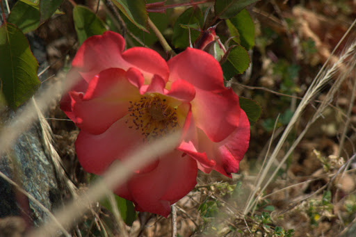 Mothers Day Gift Baskets Help Honor the Special Women in Your Life This Mom's Day