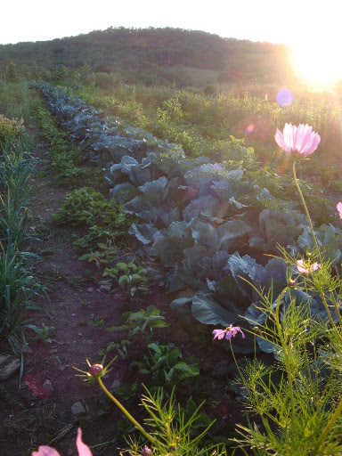 A bed of cabbage soaking it in.