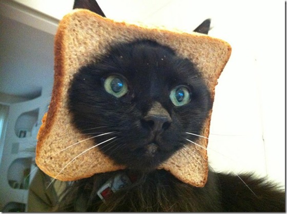 breaded-cats-5