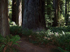california_sequoia