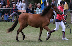Vinjett f 2009 e Qum e Karamell e Rasputin