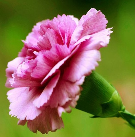 [Carnation%255B4%255D.jpg]