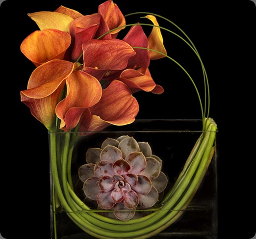 Succulent-Beauty-Mark ovando