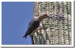 bird on cactus