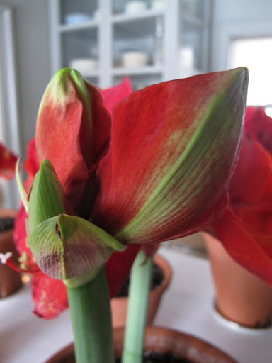 I feel like staying here to watch this bloom unfurl. 10