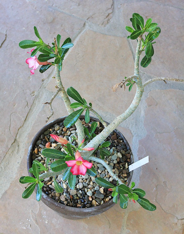 [120625_Adenium-obesum_03%255B3%255D.jpg]