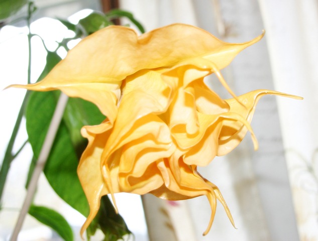 [Gul%2520brugmansia%255B4%255D.jpg]