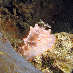 Nudibranch (Pemuteran, North Bali)