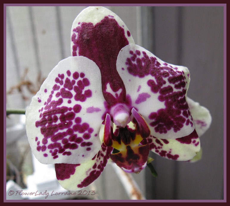 [05-29-unkn-orchid%255B4%255D.jpg]