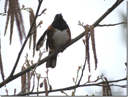 Spotted Towhee