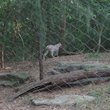 A Eurasian Lynx at the Nashville Zoo 09032011