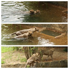 cheetahs