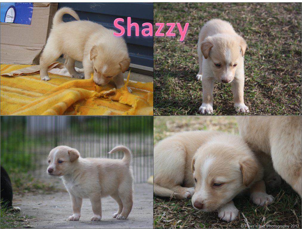 [shazzy%255B6%255D.png]