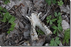 IMG_3242 IMG_3242
