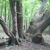 3 zrośnięte drzewa 2012-06-24-15-04-12.jpg