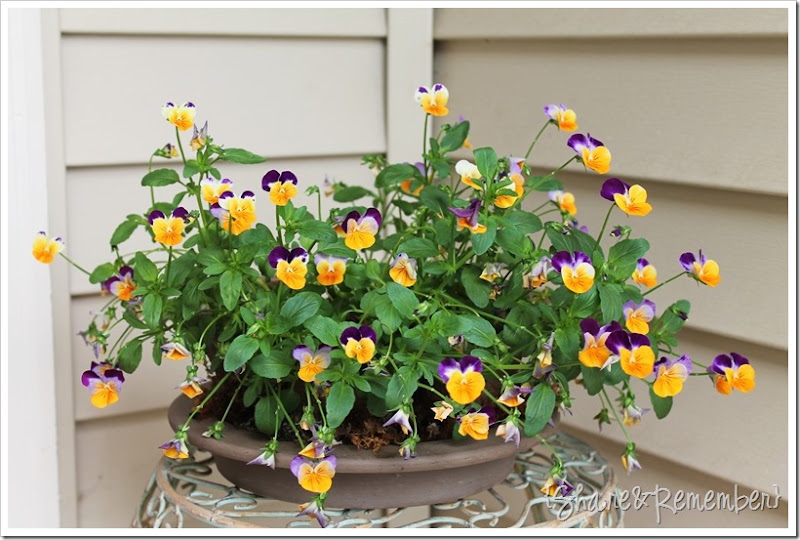 small pansies