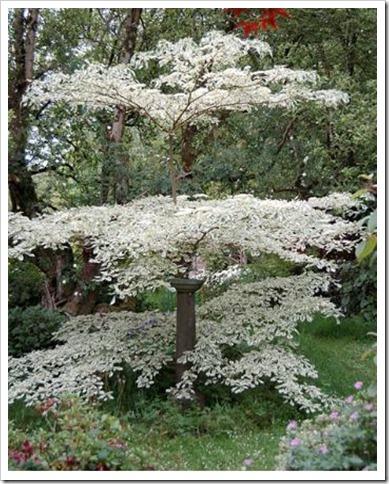 Cornus