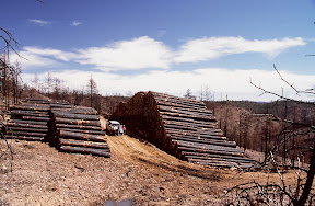 The Producers - This log deck on the White Mountain Apache Reservation holds 80 truckloads of logs [enough to build almost 50 three-bedroom homes] salvaged from tribal forests in the aftermath of the 2002 Rodeo-Chediski Fire. The tribe moved quickly to salvage what it could, but thanks to timber sale appeals and bureaucratic red tape, the Forest Service was unable to salvage several hundred million feet of publicly owned timber that were also lost in the fire.