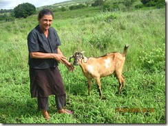 Dona Bela e Matriz Caprina que alimenta com leite seu neto-C Dona Bela e Matriz Caprina que alimenta com leite seu neto-C
