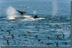 Sea Birds and Whale Tail