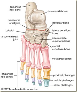 Foot-bone-diagram-with-labels