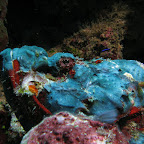 Blue scorpionfish (Bangka Island)