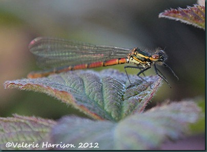 Large-red-damselfly-2 Large-red-damselfly-2